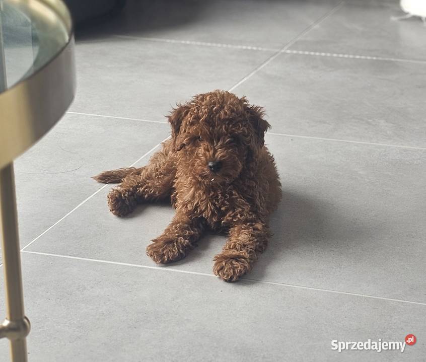 Piesek toy red brown Zbrudzewo