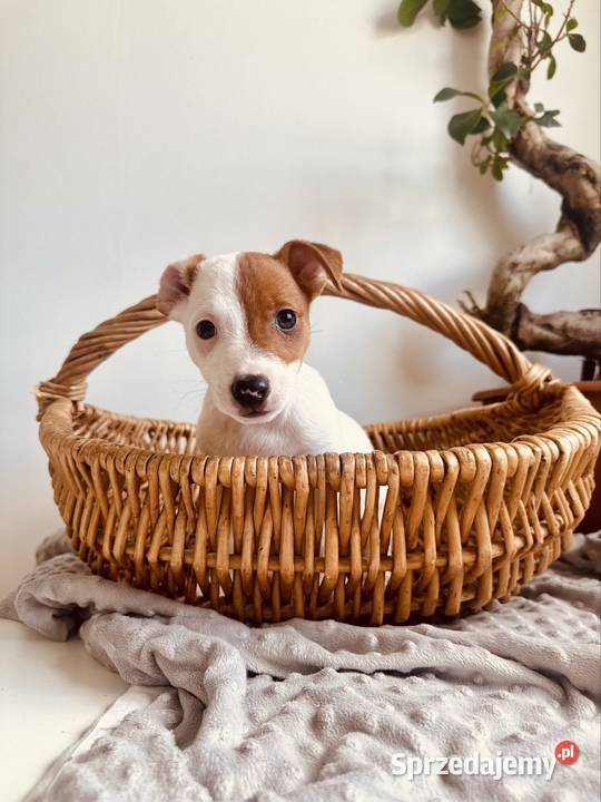 Cudowny szczeniak Jack Russell Terrier rodowód Poznań