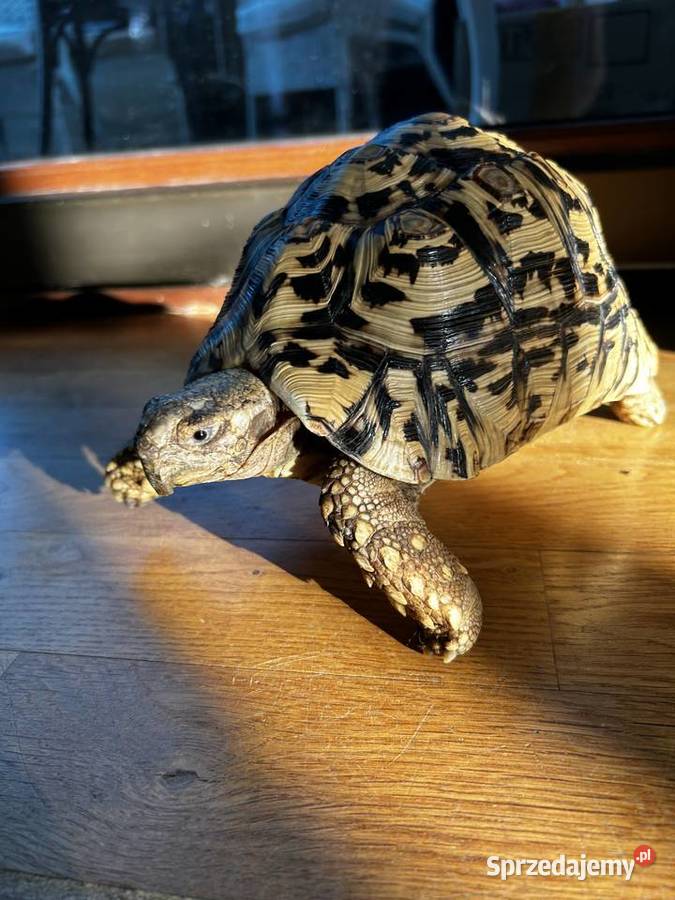 Żółw lamparci z terrarium i komodą Łódź