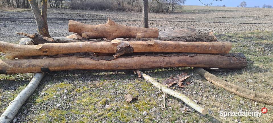 Jesion Pozostałe lubelskie