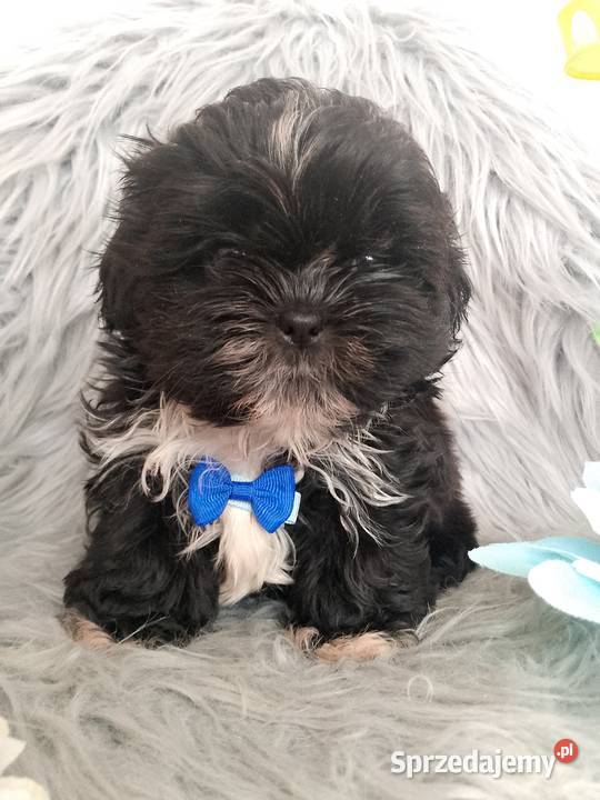 Czarny piesek rasy ShihTzu wielkopolskie Kępno