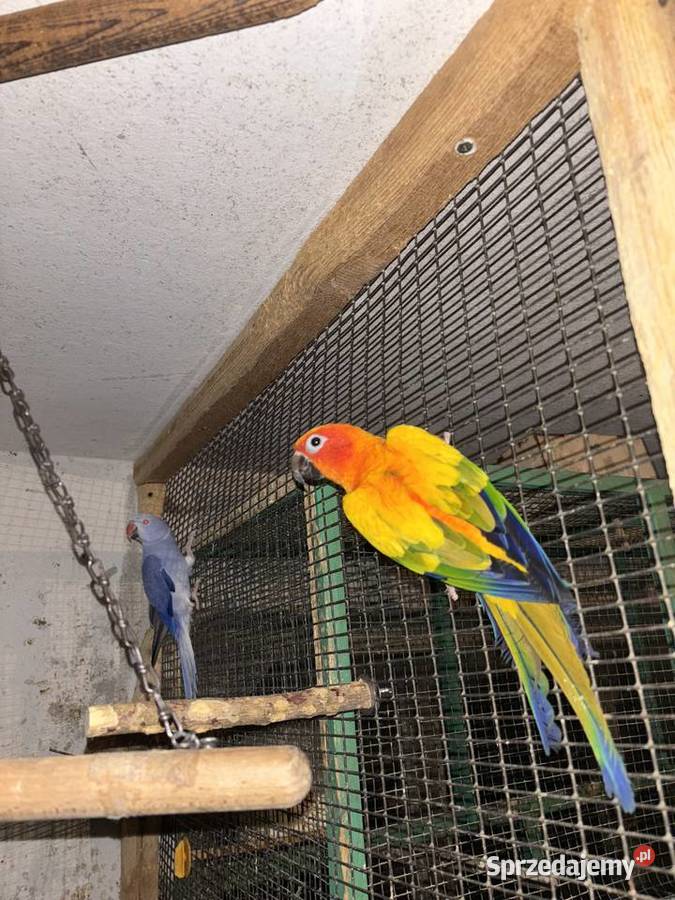 Konura słoneczna barwinka ręcznie karmiona