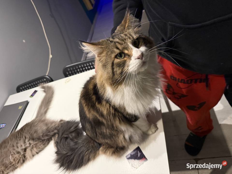 Maine Coon reproduktor dolnośląskie Ścinawa