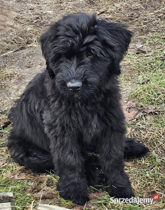 Briard Owczarek Francuski Czarny Piesek Gotowy Owczarek łódzkie Łódź sprzedam
