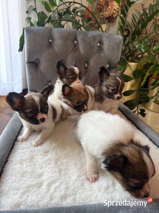 Papillon szczeniak Spaniel kontynentalny Dudki