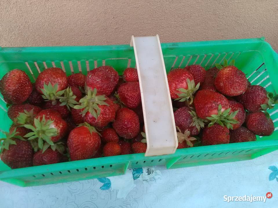 Truskawki 15 koszyk Pińczów