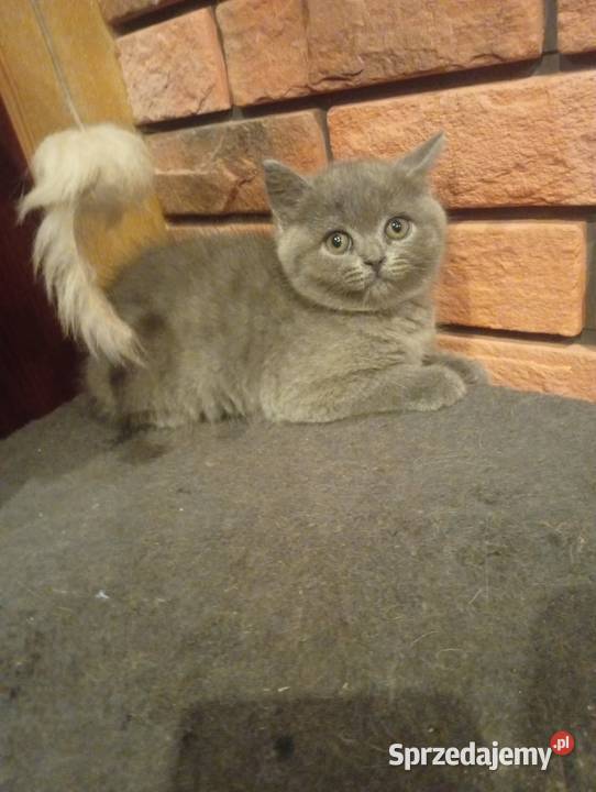 Kotka brytyjska niebieska