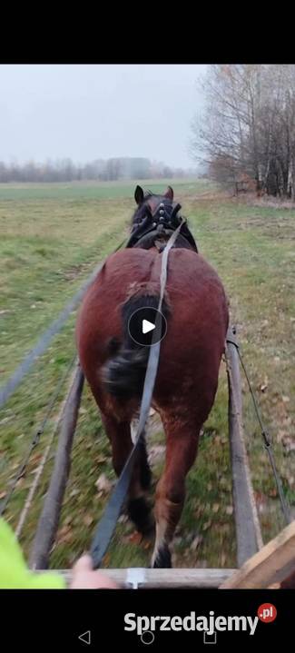 Sprzedam konia Ostrów Lubelski