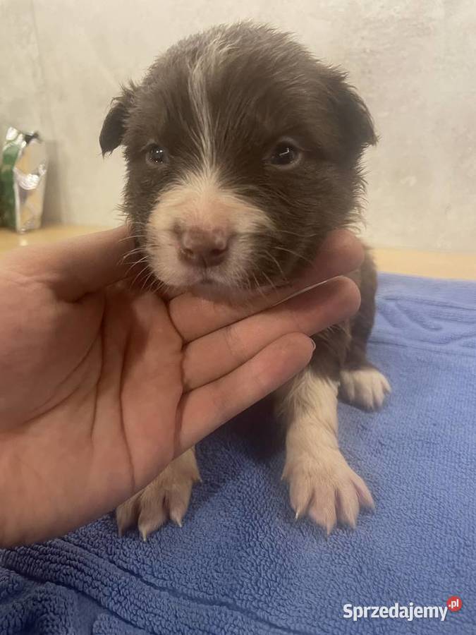 Szczeniak Border Collie czekoladowy suczka Pozostałe Drohiczyn