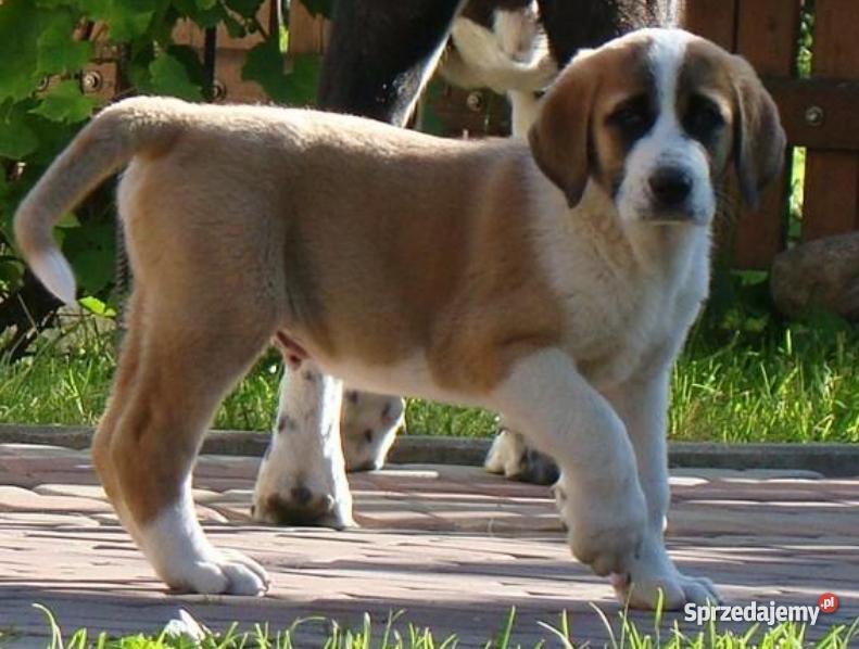 Owczarek środkowoazjatycki rodowodowe szczenięta