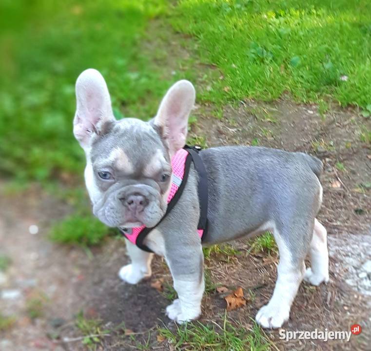 Buldog francuski liliowa suczka Pabianice