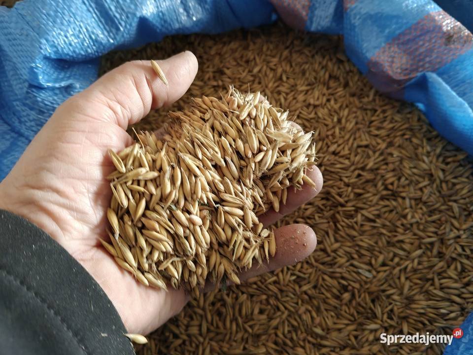 Owies Reflex zbiór 20242025 Zboża Nasutów