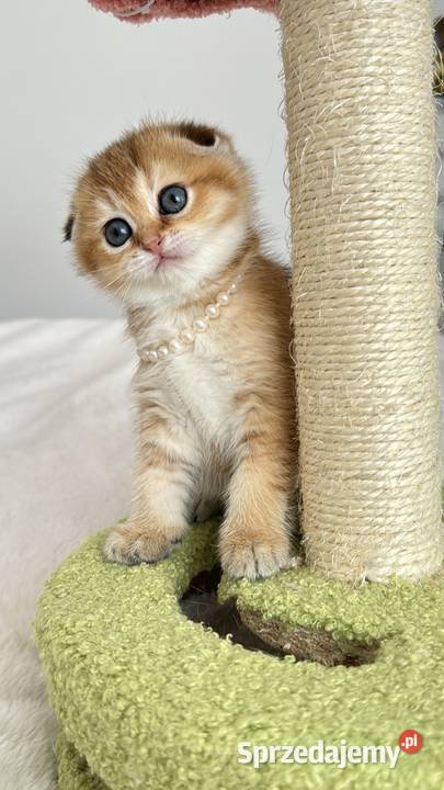 Kotka Szkocka złota zwisłoucha Scottish fold Wrocław