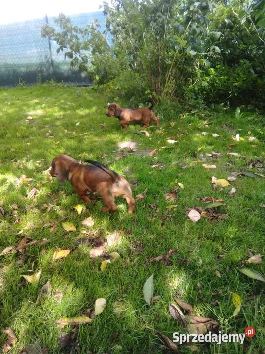 Alpejski Gończy Krótkonożny Kłodzko sprzedam