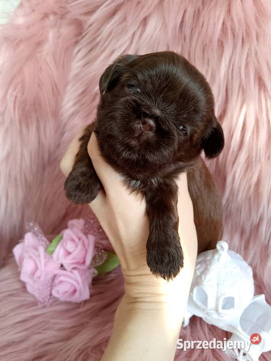 Czekoladowa suczka rasy ShihTzu Kluczbork