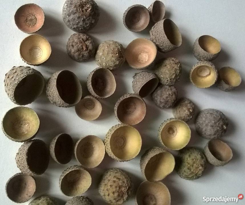 Żołędzie naturalne kapelusze susz 100 sztuk Gdańsk