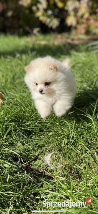 Szpic miniaturowy pomeranian Siedlce