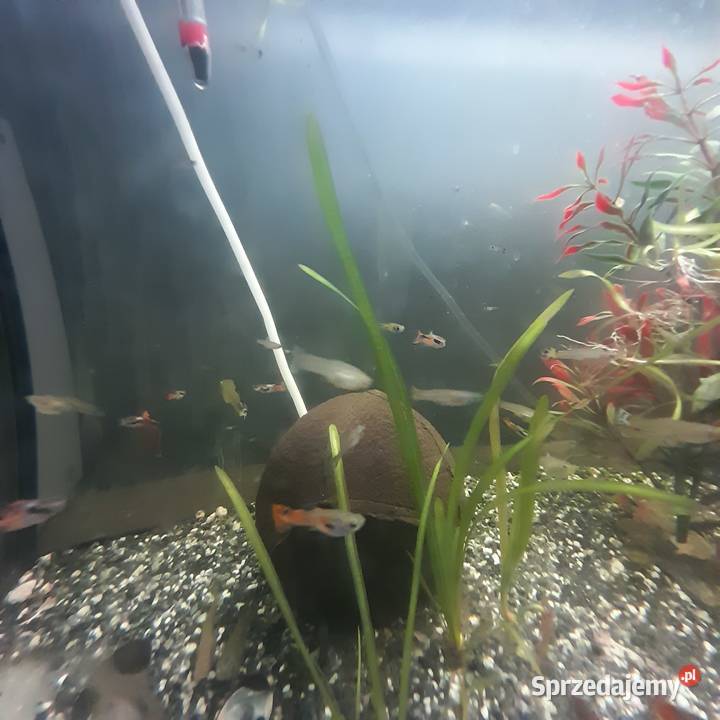 Gupiki Szczutowo sprzedam