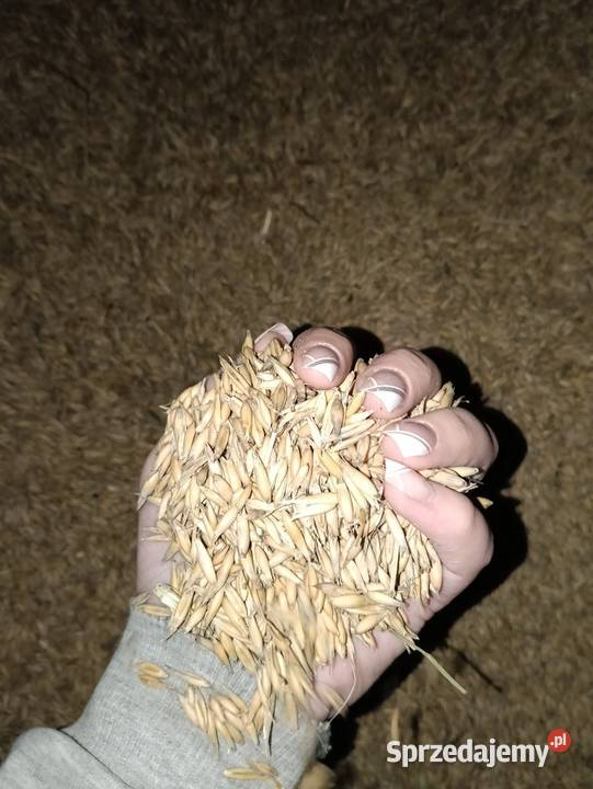 Owies ziarno 2025r Zbiór zamiennik pelletu na Golub-Dobrzyń