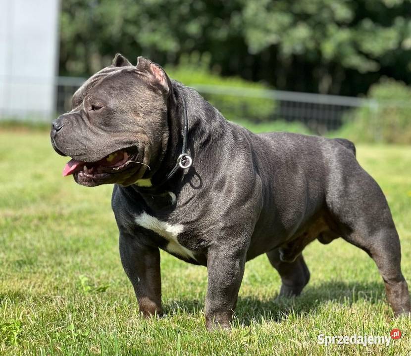 American Bully Pocket Abkc wielkopolskie Okonek