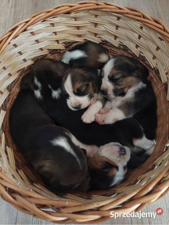 Szczeniaki rasy beagle piesek suczka Kraków