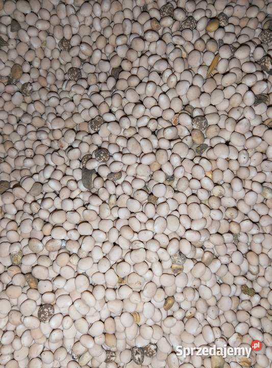 Łubin górali KaroOskar Lubliniec