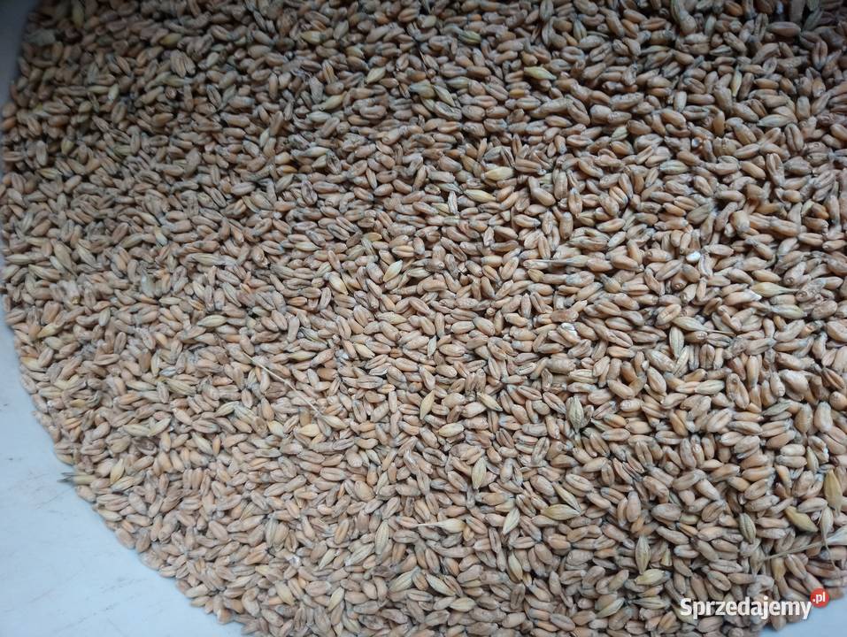 Pszenica ekologiczna jara MonsunSprzedaż jedynie Bukowa