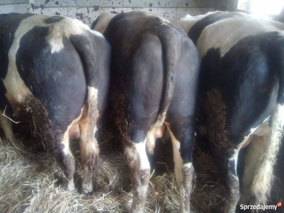 sprzedam byki 10 łódzkie Wręczyca
