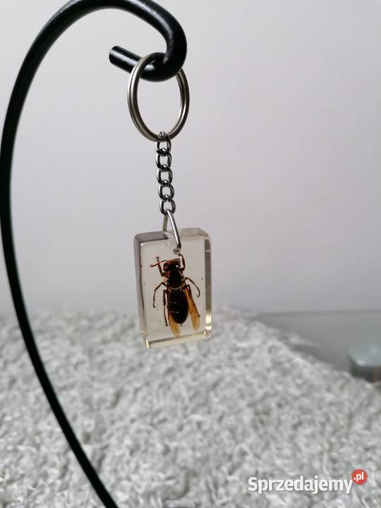 BRYLOCZEKPSZCZOŁA W ŻYWICY Łódź