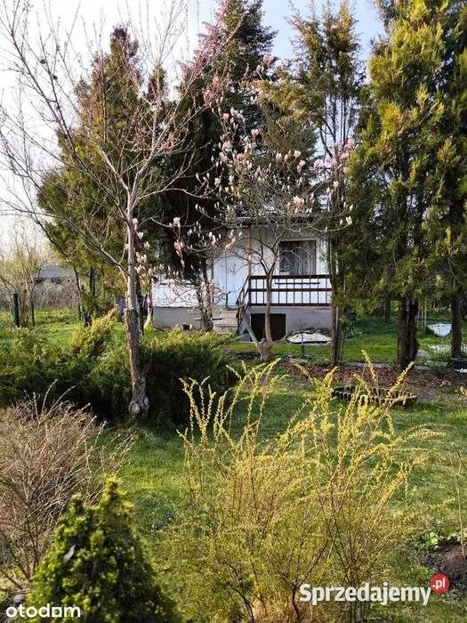 Działka ROD Łódź Zdrowie 410 m altana piwnica