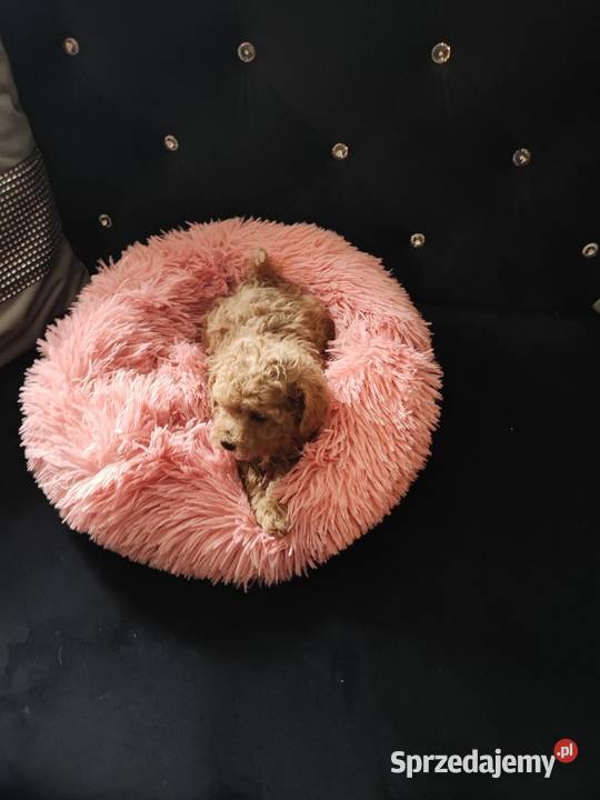 Pudelek toy Bolesławiec