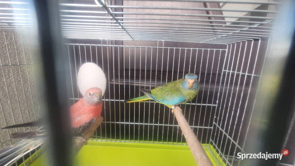 Papuga łąkowka wspaniała Wieliczka