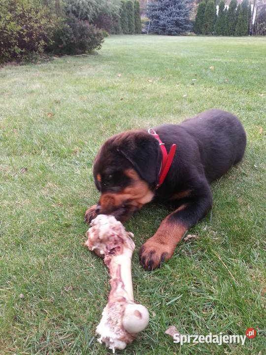Sprzedam Rottweilera suczkę 3miesięczną Rottweiler Grójec