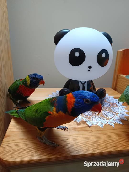 Zamienię lorysy Rożnów