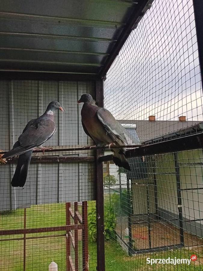 Gołębie grzywacze Siedlce