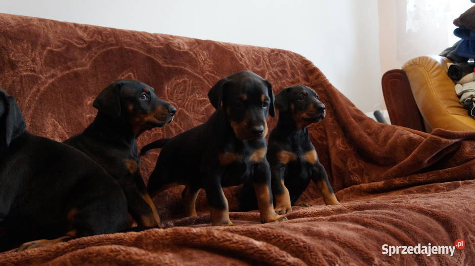 szczeniaki doberman Bydgoszcz