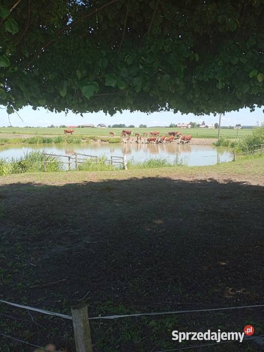 Sprzedam jałówki cielne hereford Brodnica