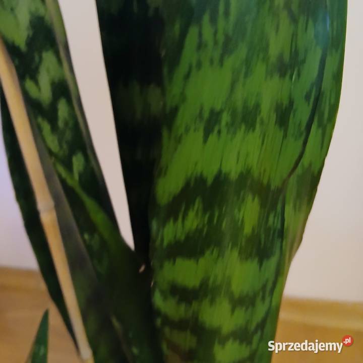 Wężownica Sansewiera wysoka 100 Nowy Sącz sprzedam