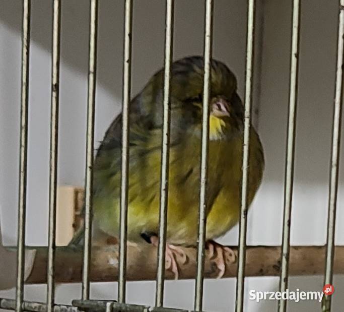 Kanarek kanarki glostery samce i samice wielkopolskie Kępno