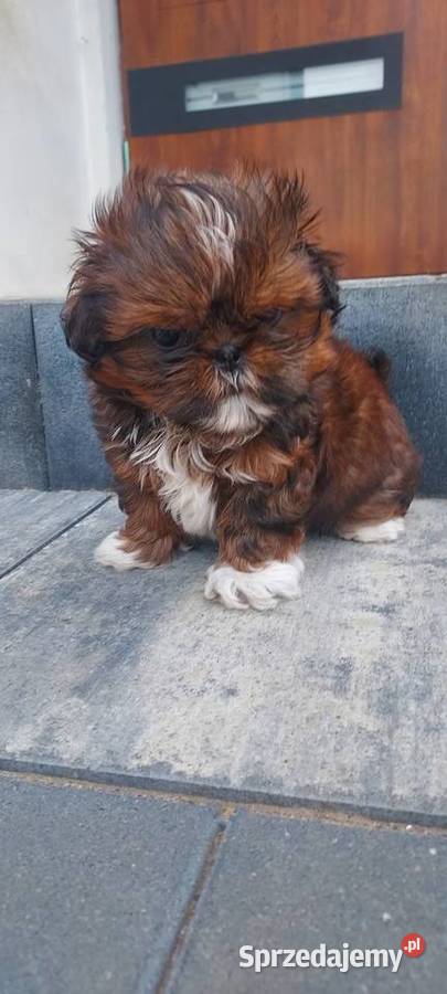 Suczka ShihTzu Radom sprzedam