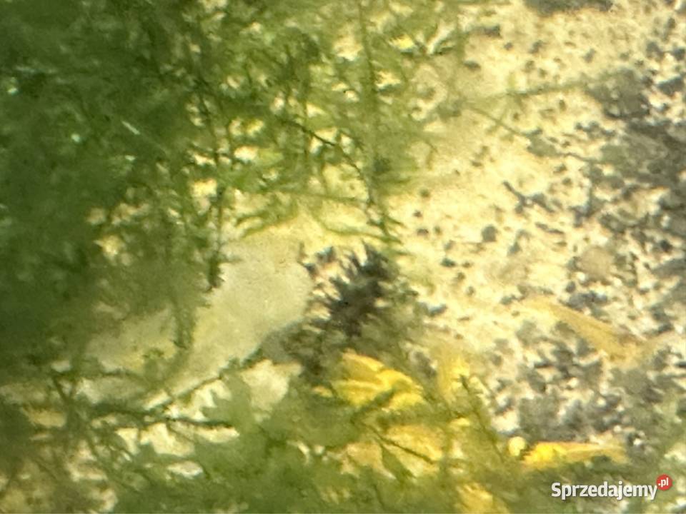 Krewetki neocaridina Orange Aleksandrów Łódzki