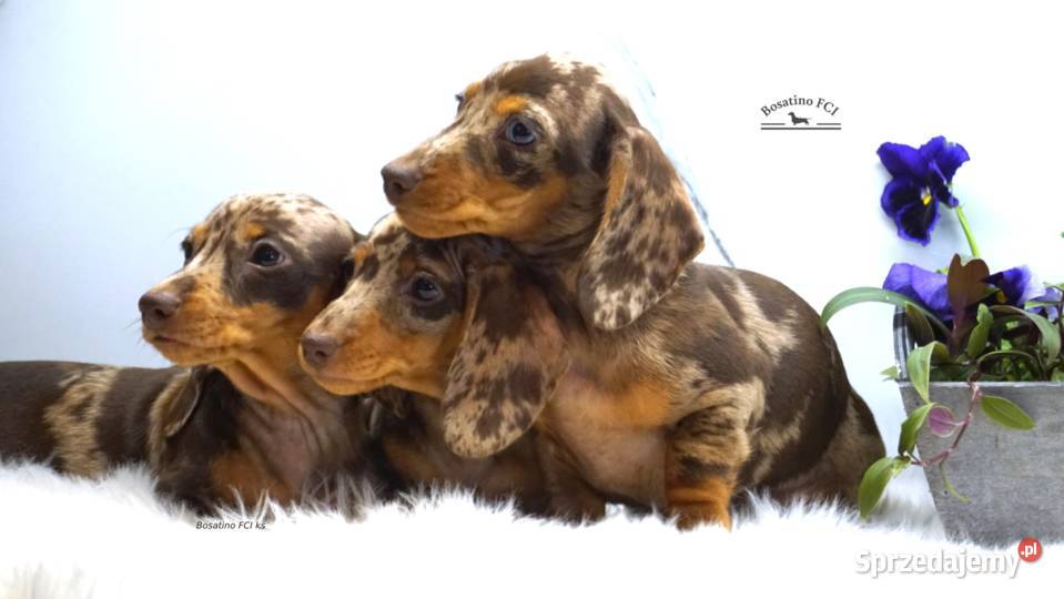 Jamnik krótkowłosy króliczymin ZKwPFCI Szczecin