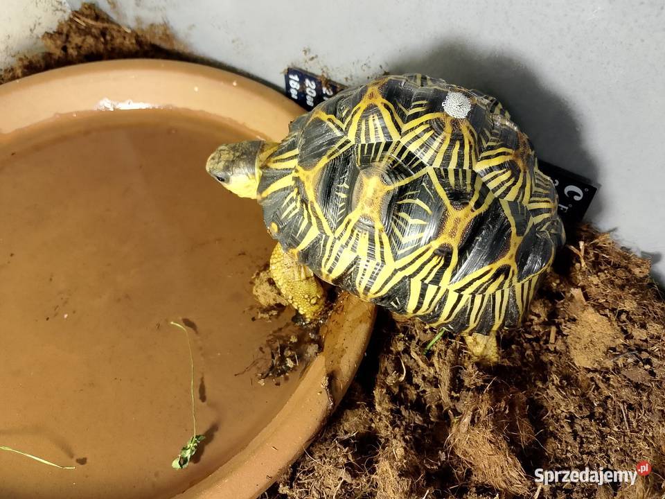 Żółw promienisty Astrochelys radiata