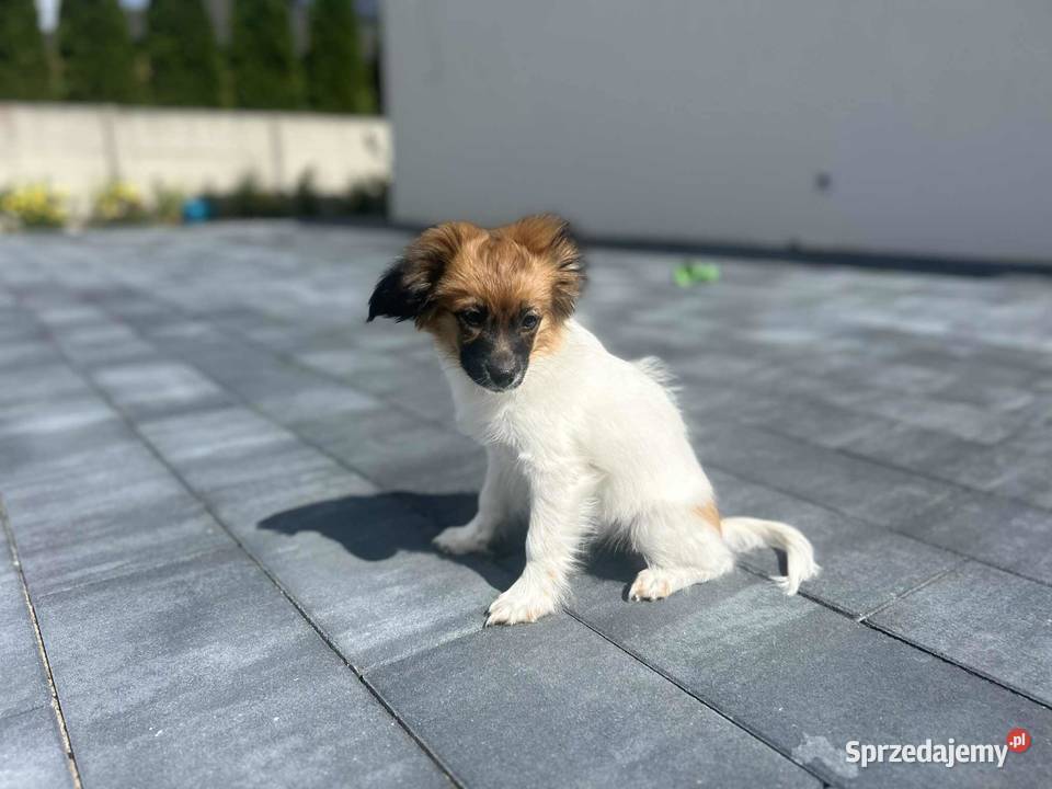 Szczeniak Papillon Spaniel Kontynentalny ZKwP Kalisz