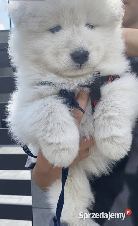 Sprzedam szczeniaczki samoyed piesek I suczka