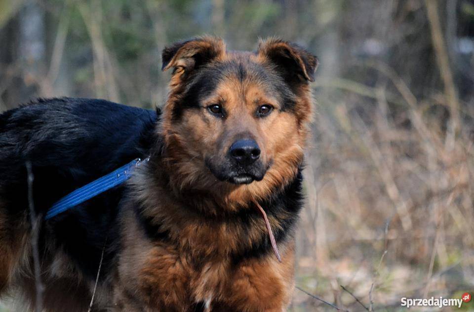 Hektor mieszany owczarek do ADOPCJI Psy