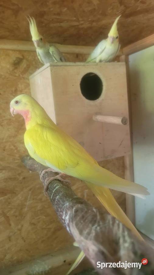 Księzniczki walii Wieliczka