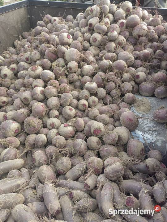 buraczni paszowe na paszę odpadowe Osmolice Drugie