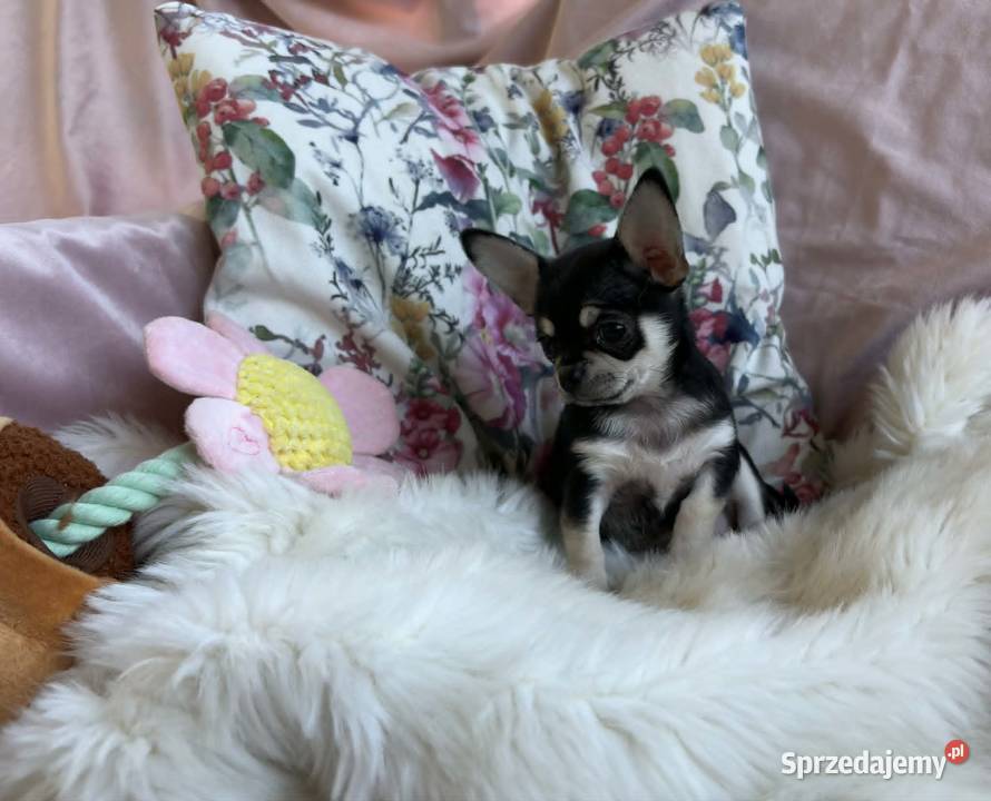 Chihuahua śliczna krótkowłosa sunia Łódź