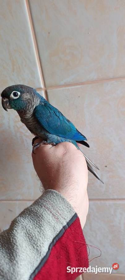 Rudosterki ręcznie karmione Tychy